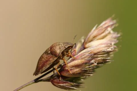 A Tortoise Bug, Eurygaster (cf) testudinaria, on grass seeds in a meadow. Stock Photos
