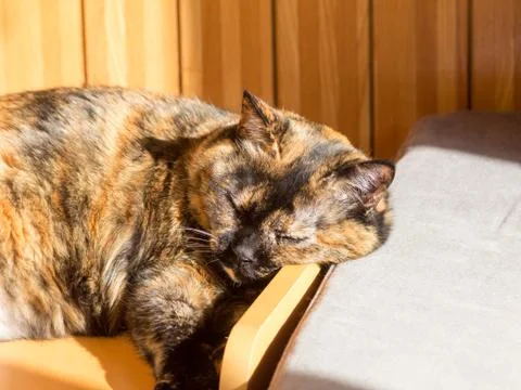 Tortoise cat sleeping Stock Photos