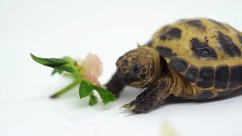 Tortoise Chewing On Strawberry Leaf In Slow Motion Stock Footage 155001543