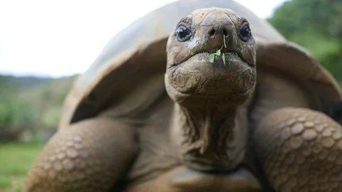 Tortoise Chews Grass Closeup Stock Footage 77766425