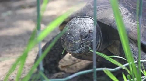 Tortoise Chomping on Grass Stock Footage 23048734