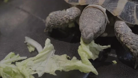 Tortoise chomps on lettuce Stock Footage 232641361