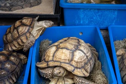 Tortoise climbing over another inside market bin Foto stock