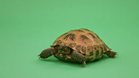 Tortoise Close up on Green Screen Chroma Key A Continuous Sequence Pt1 of 8 Video stock 241643780