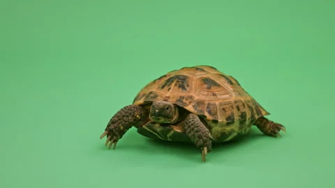 Tortoise Close up on Green Screen Chroma Key A Continuous Sequence Pt2 of 8 Stock Footage 241646024