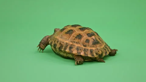 Tortoise Close up on Green Screen Chroma Key A Continuous Sequence Pt5 of 8 Stock Footage 241653047