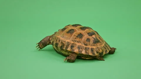 Tortoise Close up on Green Screen Chroma Key A Continuous Sequence Pt6 of 8 Stock Footage 241654882