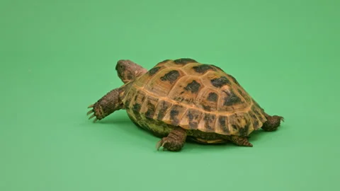Tortoise Close up on Green Screen Chroma Key A Continuous Sequence Pt7 of 8 Stock Footage 241656096