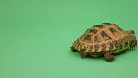 Tortoise Close up on Green Screen Chroma Key A Continuous Sequence Pt8 of 8 Stock Footage 241657612