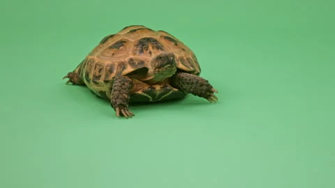 Tortoise Close up on Green Screen Chroma Key B Continuous Sequence Pt2 of 4 Stock Footage 241660484