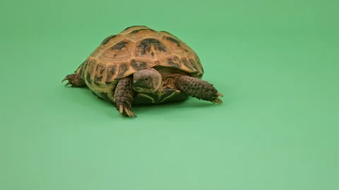 Tortoise Close up on Green Screen Chroma Key B Continuous Sequence Pt4 of 4 Stock Footage 241663412