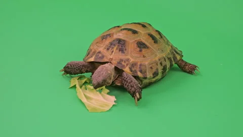Tortoise Close up on Green Screen Chroma Key C Continuous Sequence Pt2 of 7 Stock Footage 241666627