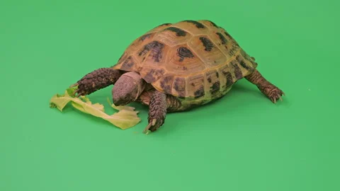 Tortoise Close up on Green Screen Chroma Key C Continuous Sequence Pt3 of 7 Stock Footage 241668964