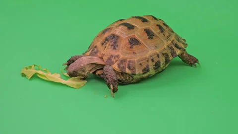 Tortoise Close up on Green Screen Chroma Key C Continuous Sequence Pt4 of 7 Stock Footage 241671921