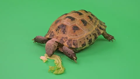 Tortoise Close up on Green Screen Chroma Key C Continuous Sequence Pt5 of 7 Stock Footage 241673704