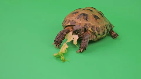 Tortoise Close up on Green Screen Chroma Key C Continuous Sequence Pt7 of 7 Stock Footage 241674724