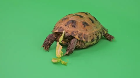 Tortoise Close up on Green Screen Chroma Key C Continuous Sequence Pt6 of 7 Stock Footage 241674921