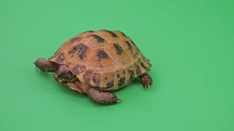 Tortoise Close up on Green Screen Chroma Key D Continuous Sequence Pt2 of 16 Stock Footage 241678674