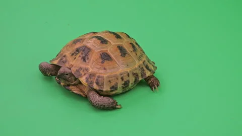 Tortoise Close up on Green Screen Chroma Key D Continuous Sequence Pt8 of 16 Stock Footage 241687702