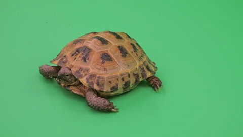 Tortoise Close up on Green Screen Chroma Key D Continuous Sequence Pt11 of 16 Stock Footage 241692728