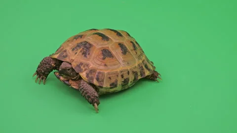 Tortoise Close up on Green Screen Chroma Key E Continuous Sequence Pt1 of 4 Stock Footage 241698357
