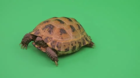 Tortoise Close up on Green Screen Chroma Key E Continuous Sequence Pt2 of 4 Stock Footage 241698759