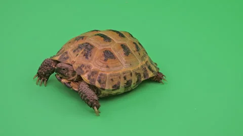 Tortoise Close up on Green Screen Chroma Key E Continuous Sequence Pt4 of 4 Stock Footage 241700889
