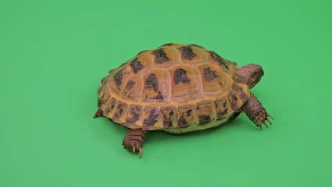 Tortoise Close up on Green Screen Chroma Key F Continuous Sequence Pt2 of 2 Stock Footage 241701566