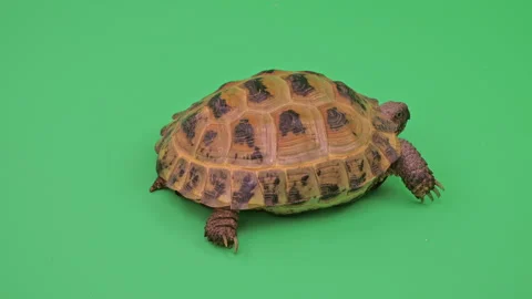 Tortoise Close up on Green Screen Chroma Key F Continuous Sequence Pt1 of 2 Stock Footage 241702260