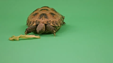 Tortoise Close up on Green Screen Chroma Key G Continuous Sequence Pt3 of 3 Stock Footage 241704307