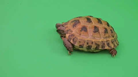 Tortoise Close up on Green Screen Chroma Key H Continuous Sequence Pt3 of 11 Stock Footage 241707128