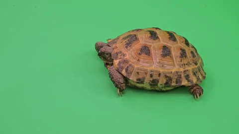 Tortoise Close up on Green Screen Chroma Key H Continuous Sequence Pt5 of 11 Stock Footage 241709549