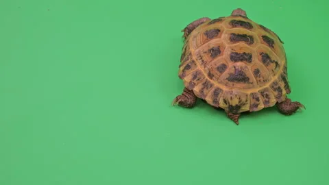 Tortoise Close up on Green Screen Chroma Key H Continuous Sequence Pt9 of 11 Stock Footage 241715286