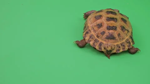 Tortoise Close up on Green Screen Chroma Key H Continuous Sequence Pt10 of 11 Stock Footage 241716592