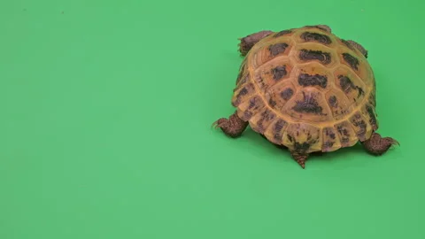 Tortoise Close up on Green Screen Chroma Key H Continuous Sequence Pt11 of 11 Stock Footage 241718193
