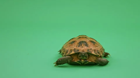 Tortoise Close up on Green Screen Chroma Key I Continuous Sequence Pt3 of 25 Stock Footage 241722626