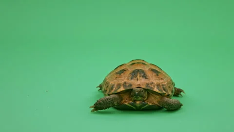 Tortoise Close up on Green Screen Chroma Key I Continuous Sequence Pt6 of 25 Stock Footage 241726867
