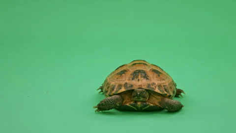Tortoise Close up on Green Screen Chroma Key I Continuous Sequence Pt7 of 25 Stock Footage 241728046
