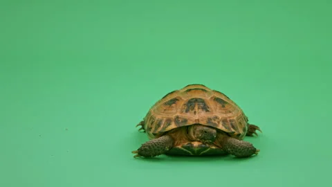 Tortoise Close up on Green Screen Chroma Key I Continuous Sequence Pt9 of 25 Stock Footage 241730805