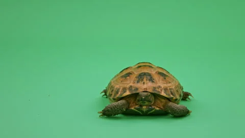 Tortoise Close up on Green Screen Chroma Key I Continuous Sequence Pt10 of 25 Stock Footage 241732570