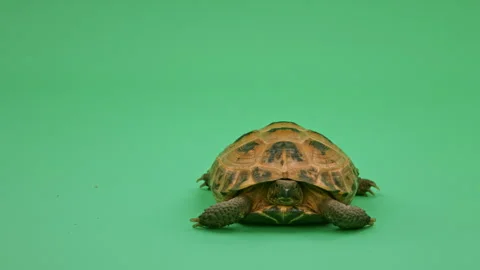 Tortoise Close up on Green Screen Chroma Key I Continuous Sequence Pt15 of 25 Stock Footage 241738562