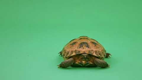 Tortoise Close up on Green Screen Chroma Key I Continuous Sequence Pt19 of 25 Stock Footage 241744931