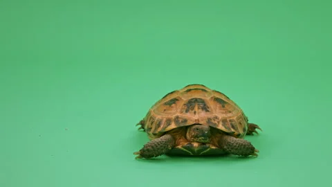 Tortoise Close up on Green Screen Chroma Key I Continuous Sequence Pt20 of 25 Stock Footage 241746606