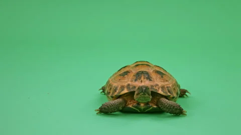 Tortoise Close up on Green Screen Chroma Key I Continuous Sequence Pt23 of 25 Stock Footage 241750702