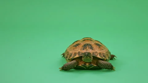 Tortoise Close up on Green Screen Chroma Key I Continuous Sequence Pt24 of 25 Stock Footage 241751871