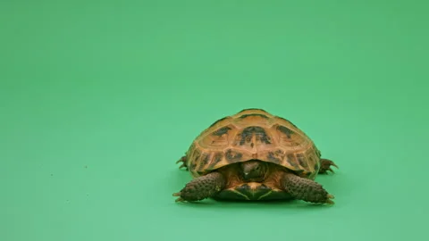 Tortoise Close up on Green Screen Chroma Key I Continuous Sequence Pt25 of 25 Stock Footage 241752931