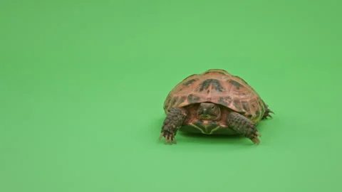 Tortoise Close up on Green Screen Chroma Key J Continuous Sequence Pt1 of 6 Stock Footage 241754373