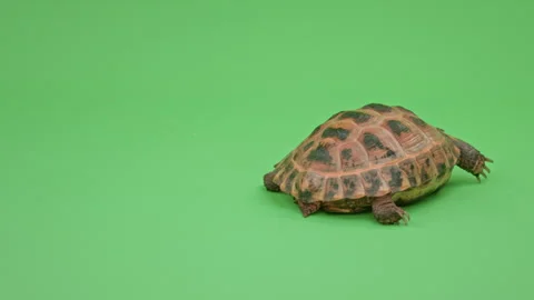 Tortoise Close up on Green Screen Chroma Key K Continuous Sequence Pt3 of 3 Stock Footage 241761457