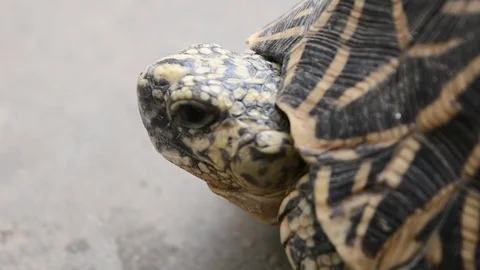 Tortoise close up shot of head and neck while breathing Stock Footage 70162435