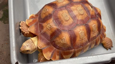 Tortoise close up on tray Stock Footage 321566981